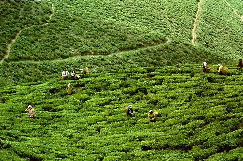 7707 darjeeling honeymoon kanchenjunga