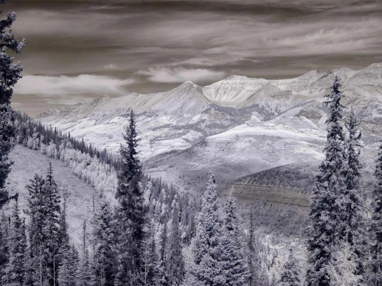 7720 jackson hole wildlife