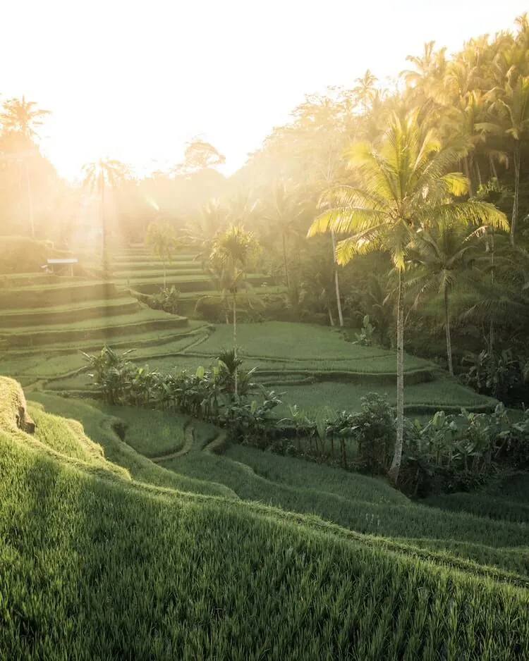 7734 bali honeymoon