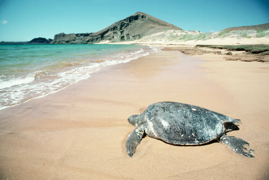7736 couple vacation beach