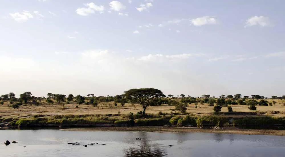 7784 hot air balloon safari