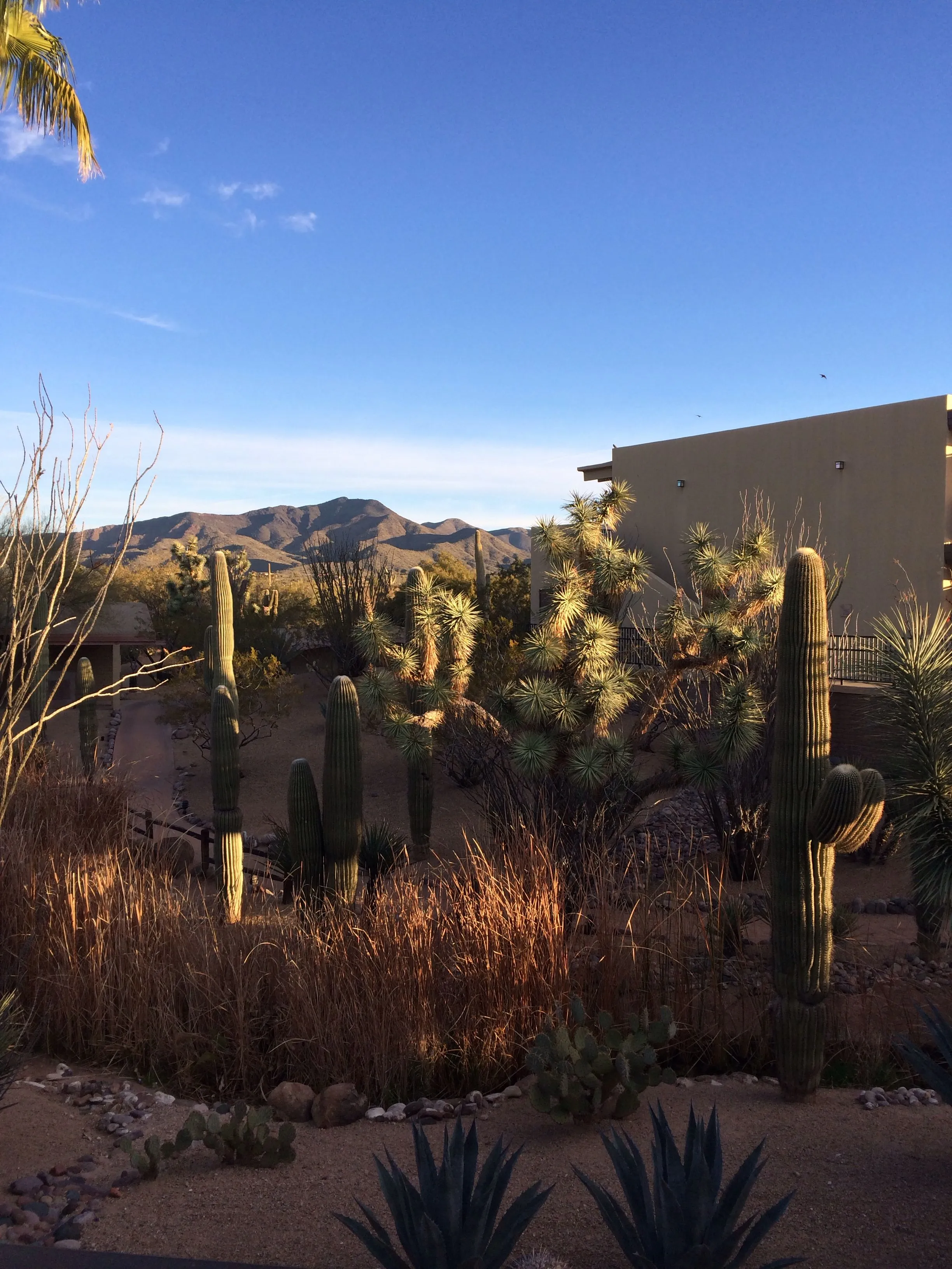7805 arizona honeymoon packing