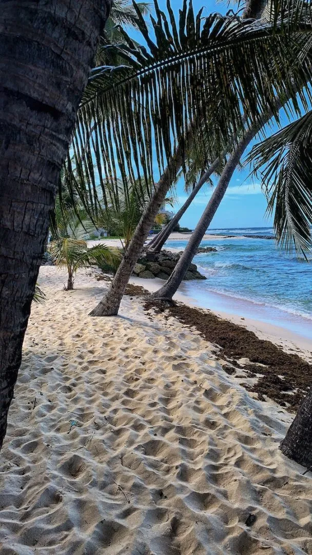 8036 maldives honeymoon