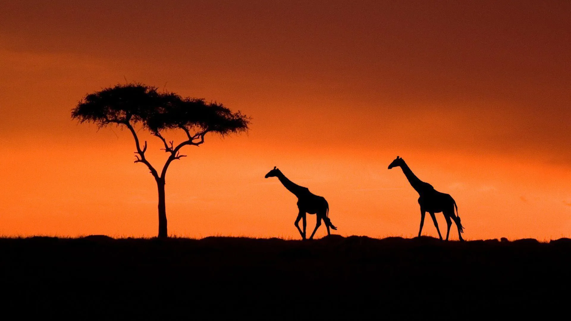 8040 kenya honeymoon beach resort