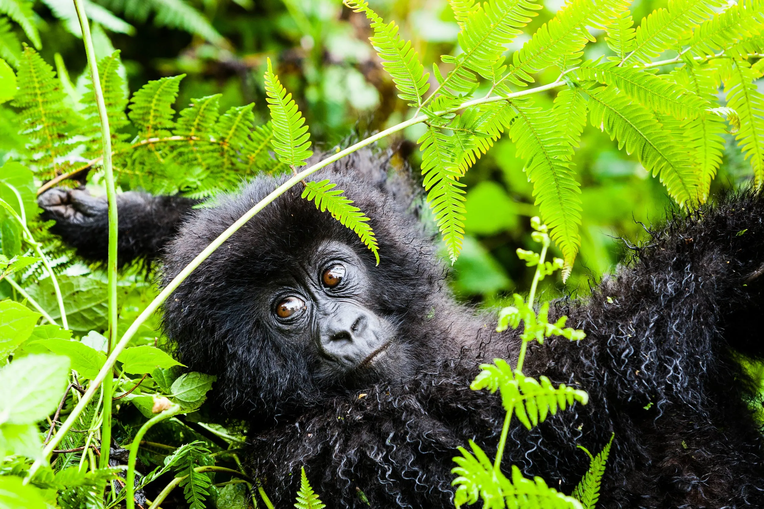 /img/8106-safari-wildlife.webp