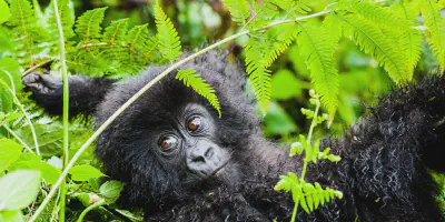 /img/8106-safari-wildlife.webp